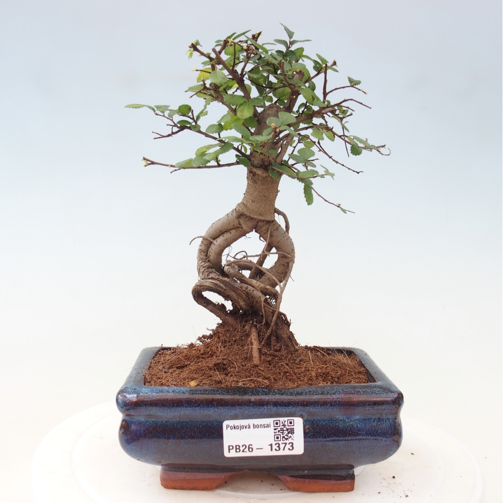 Izbový bonsaj - Ulmus parvifolia - brest malolistý