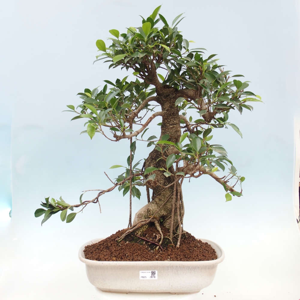 Izbový bonsaj - Ficus kimmen - drobnolistý fikus - len osobný odber alebo preprava na paletách