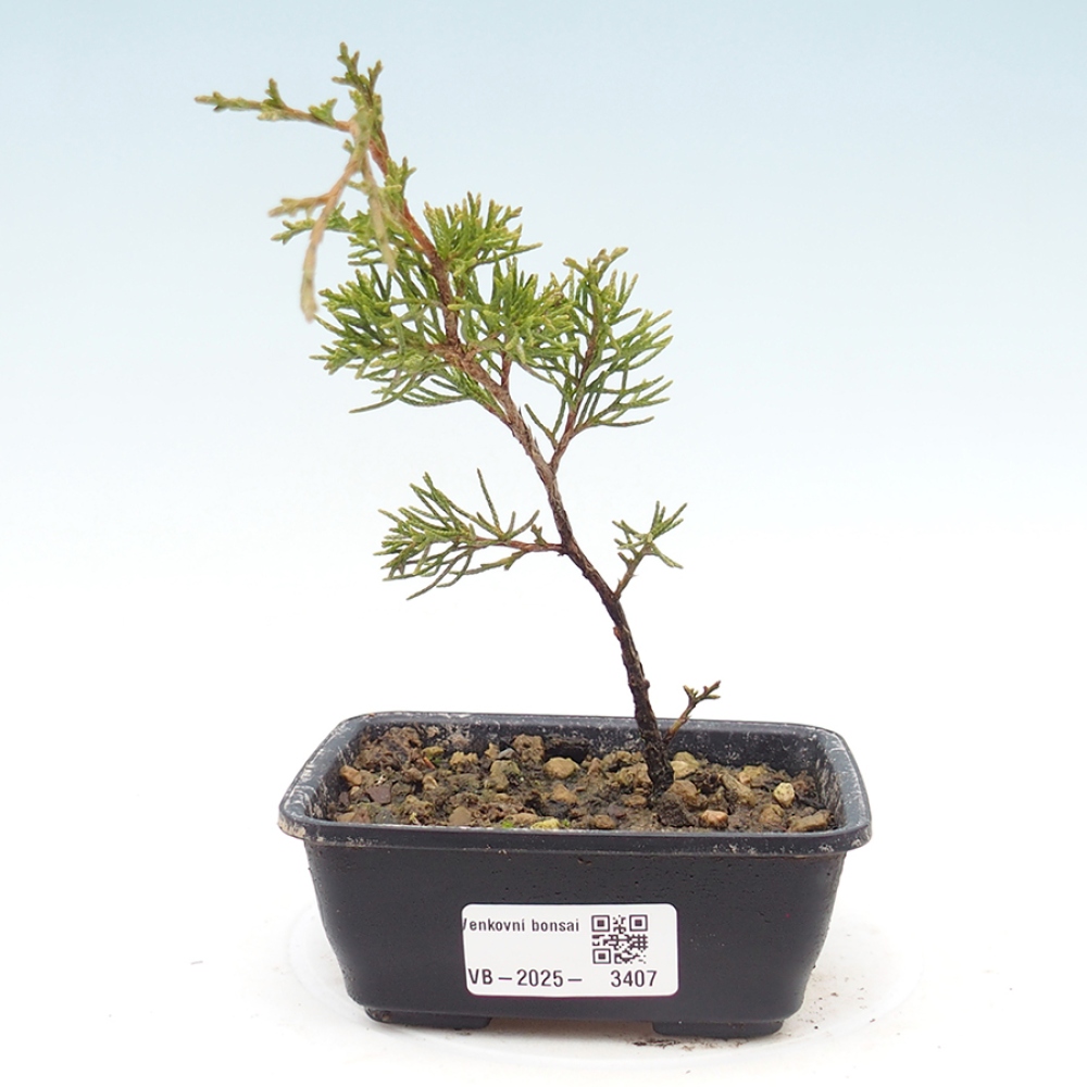 Vonkajší bonsaj - Juniperus chinensis Itoigawa