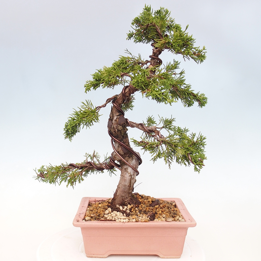 Vonkajší bonsai - Juniperus chinensis Itoigawa -Jalovec čínsky