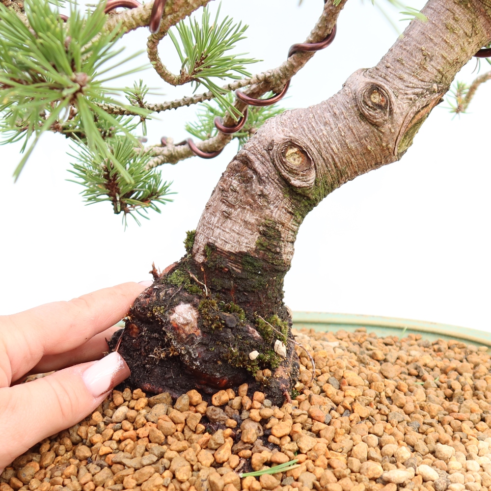 Vonkajšie bonsaje – Pinus mugo Humpy – borovica krivá