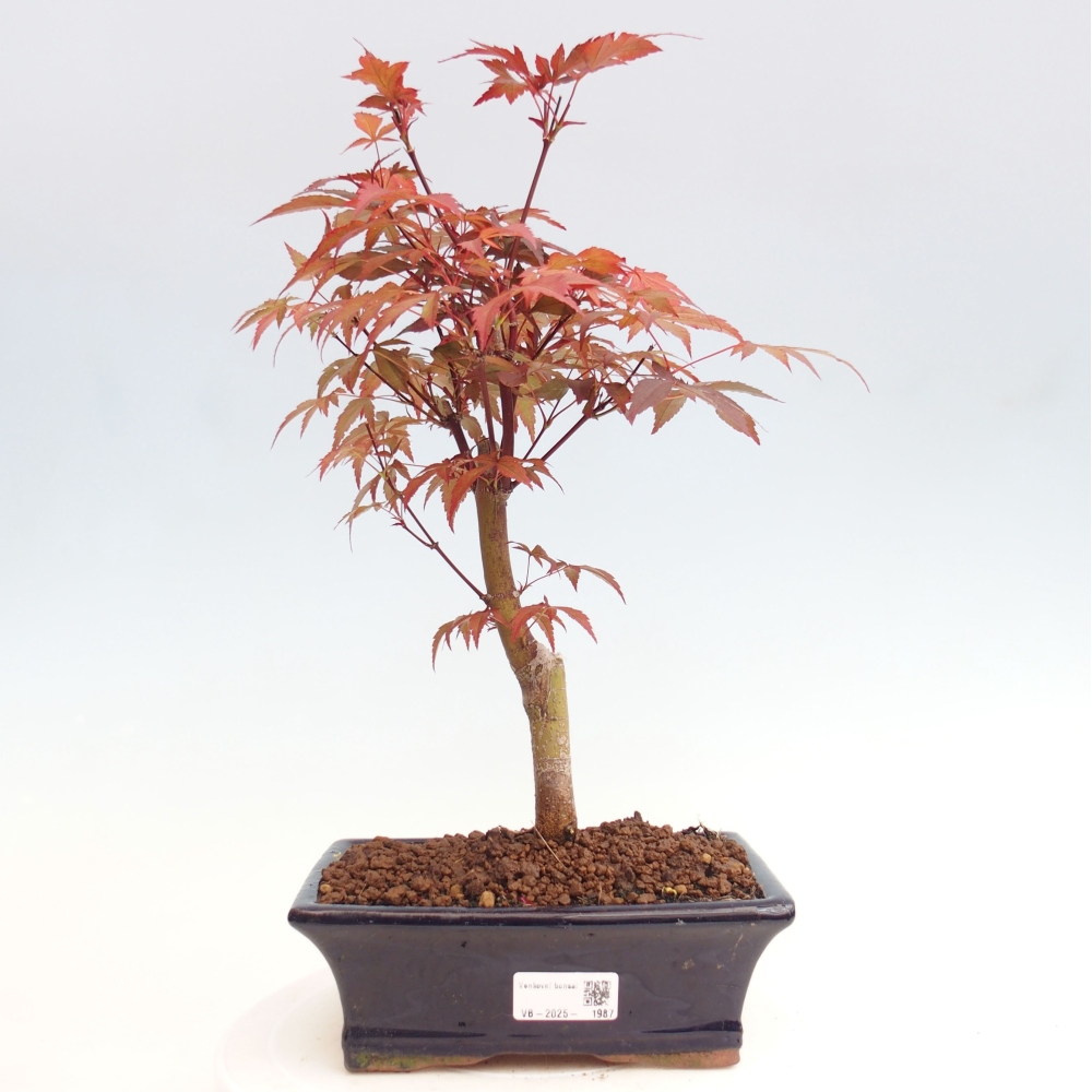 Vonkajší bonsai - Acer palm. Atropurpureum-Javor dlanitolistý