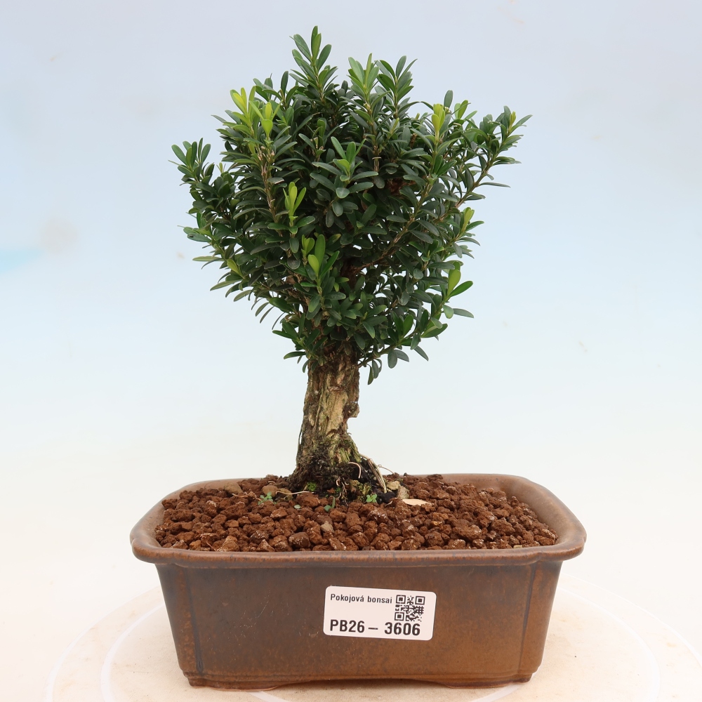 Izbové bonsaje - Buxus harlandii - korkový buxus