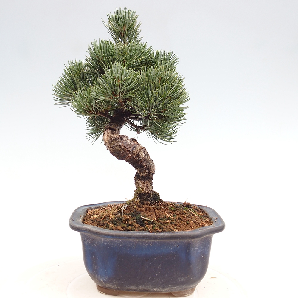 Vonkajšie bonsai - Pinus parviflora - Borovica drobnokvetá