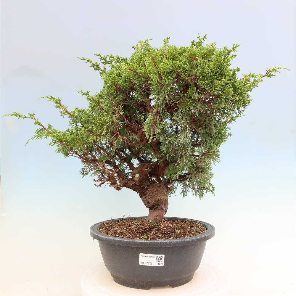 Vonkajší bonsai – Juniperus chinensis Itoigawa – čínsky jalovec
