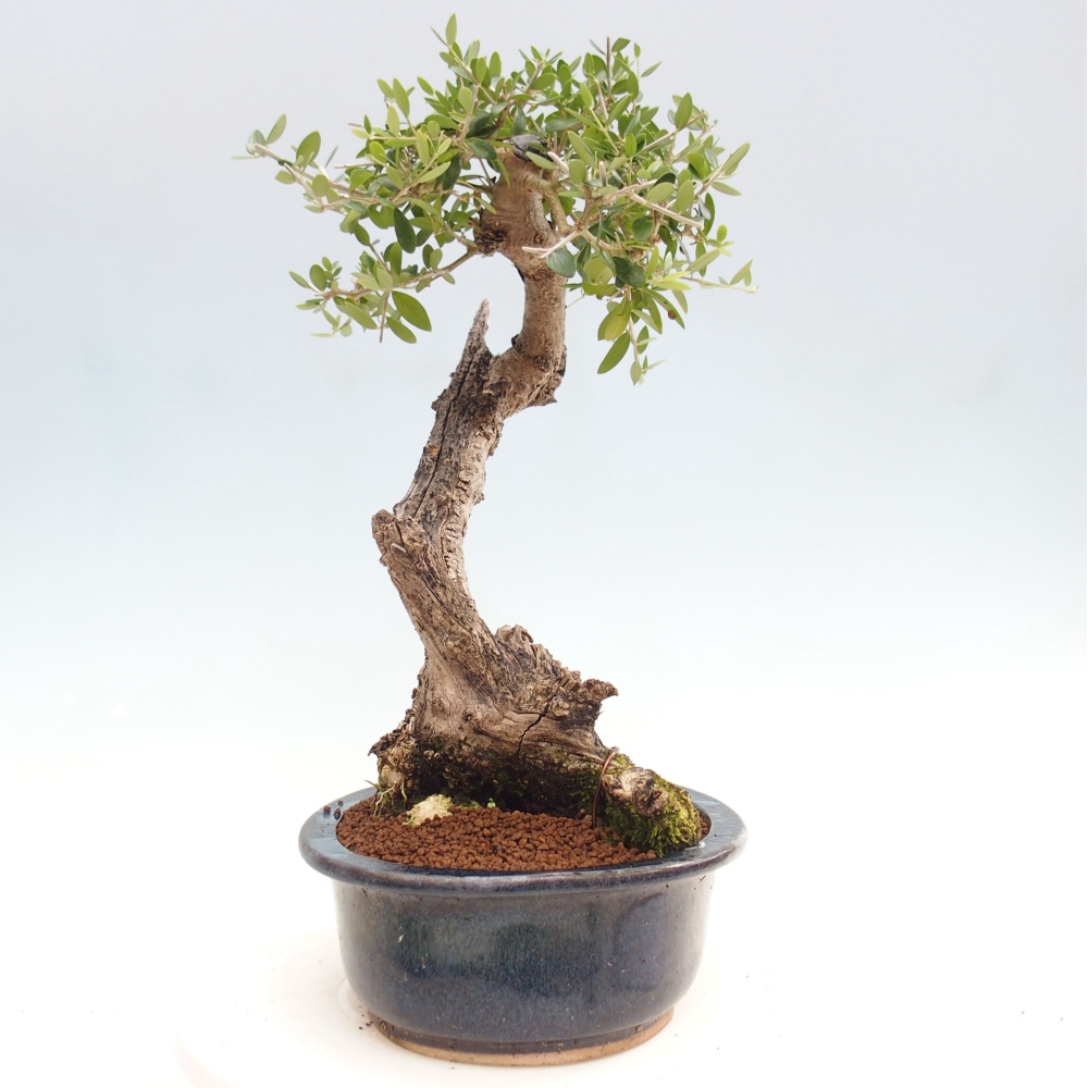 Izbová bonsai - Olea europaea sylvestris -Oliva evropská drobnolistá
