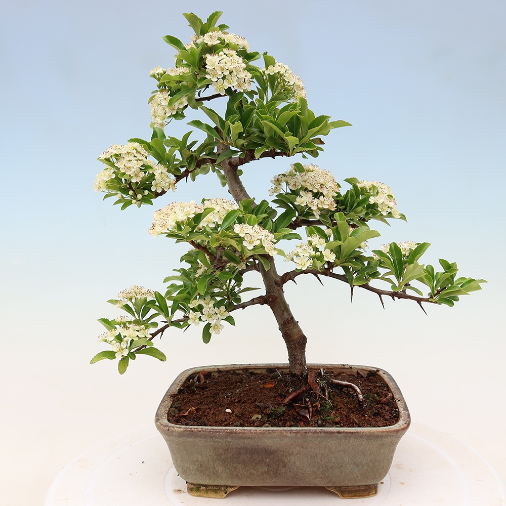 Vonkajší bonsai – Pyracantha teton – hlohovec šarlátový