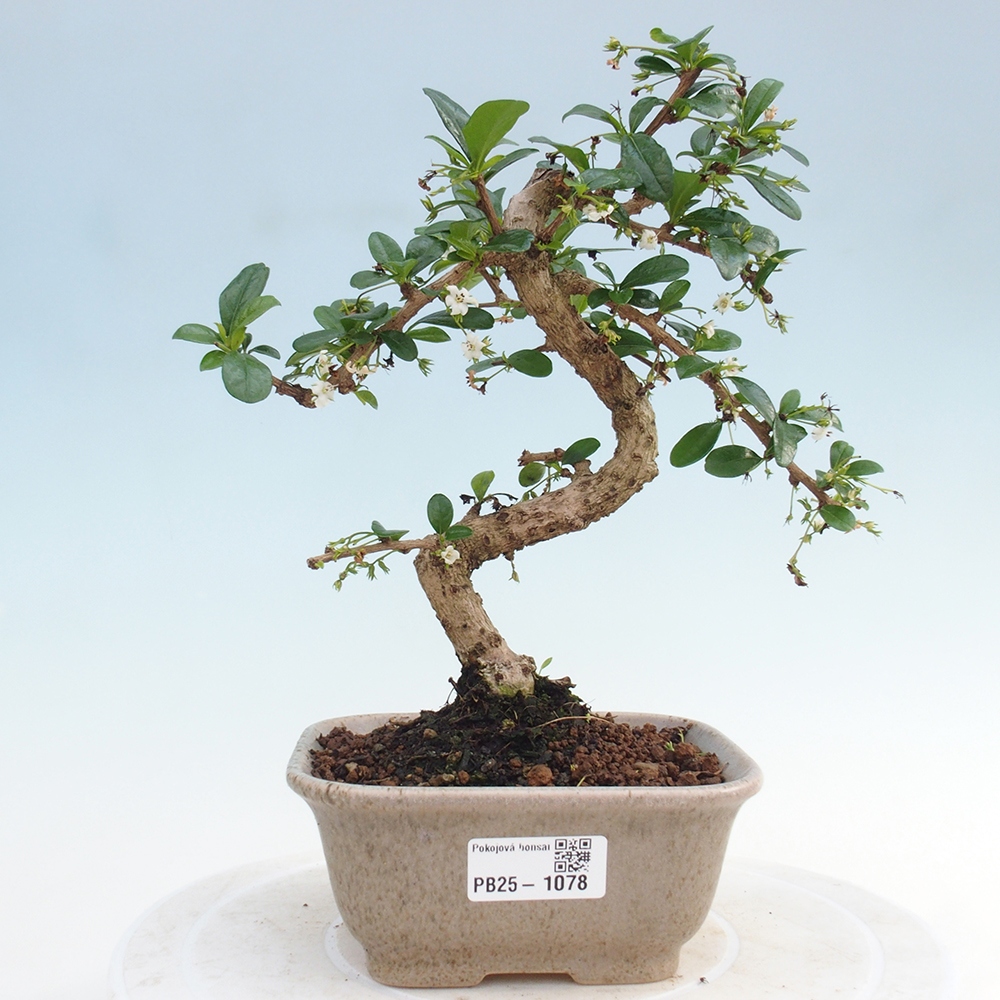 Izbová bonsai - Carmona macrophylla - Čaj fuki