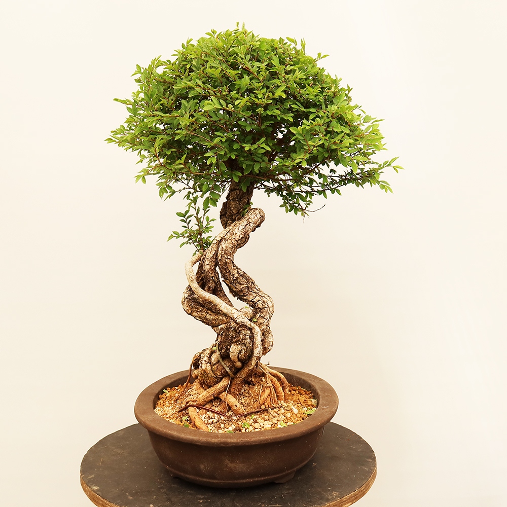 Vonkajšie bonsai - Zelkova - Zelkova NIRE