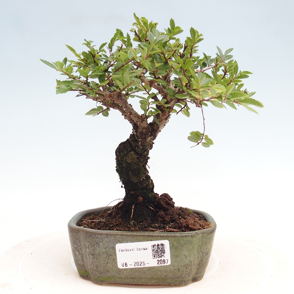 Vonkajšie bonsai - Zelkova - Zelkova Nirom