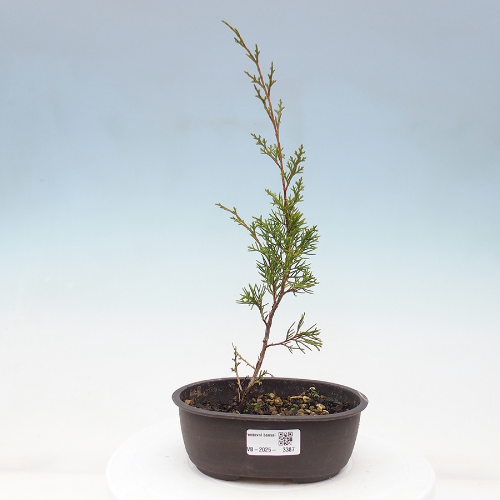 Vonkajší bonsai - Juniperus chinensis Itoigawa -Jalovec čínsky