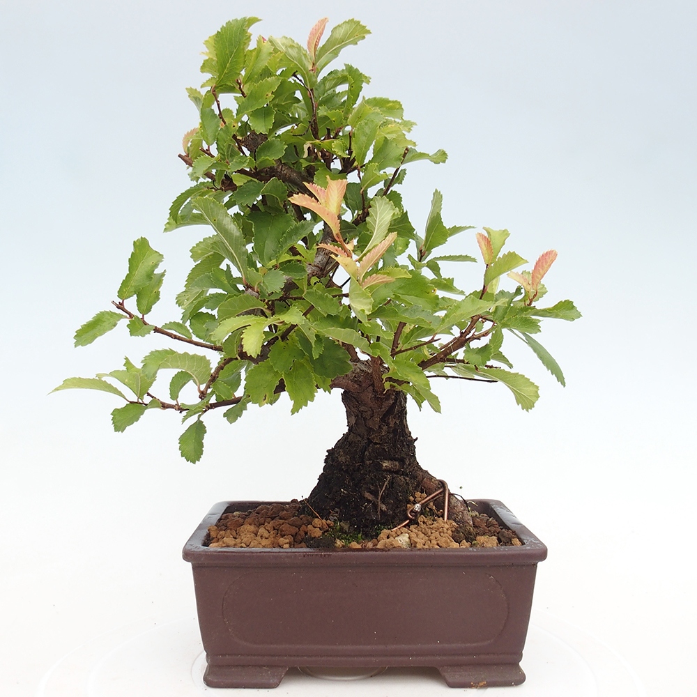 Vonkajšie bonsaje - Zelkova - Zelkova NIRE