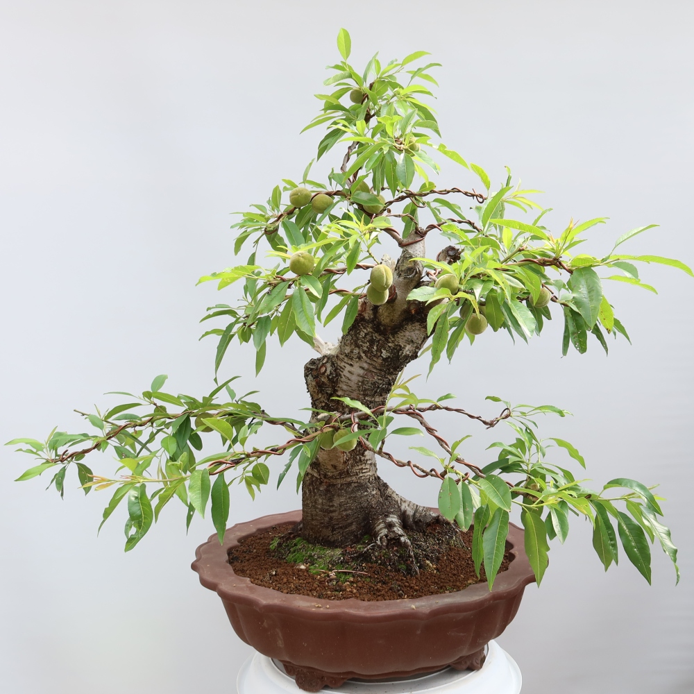 Vonkajšie bonsaje – Prunus dulcis – Mandľovník obyčajný