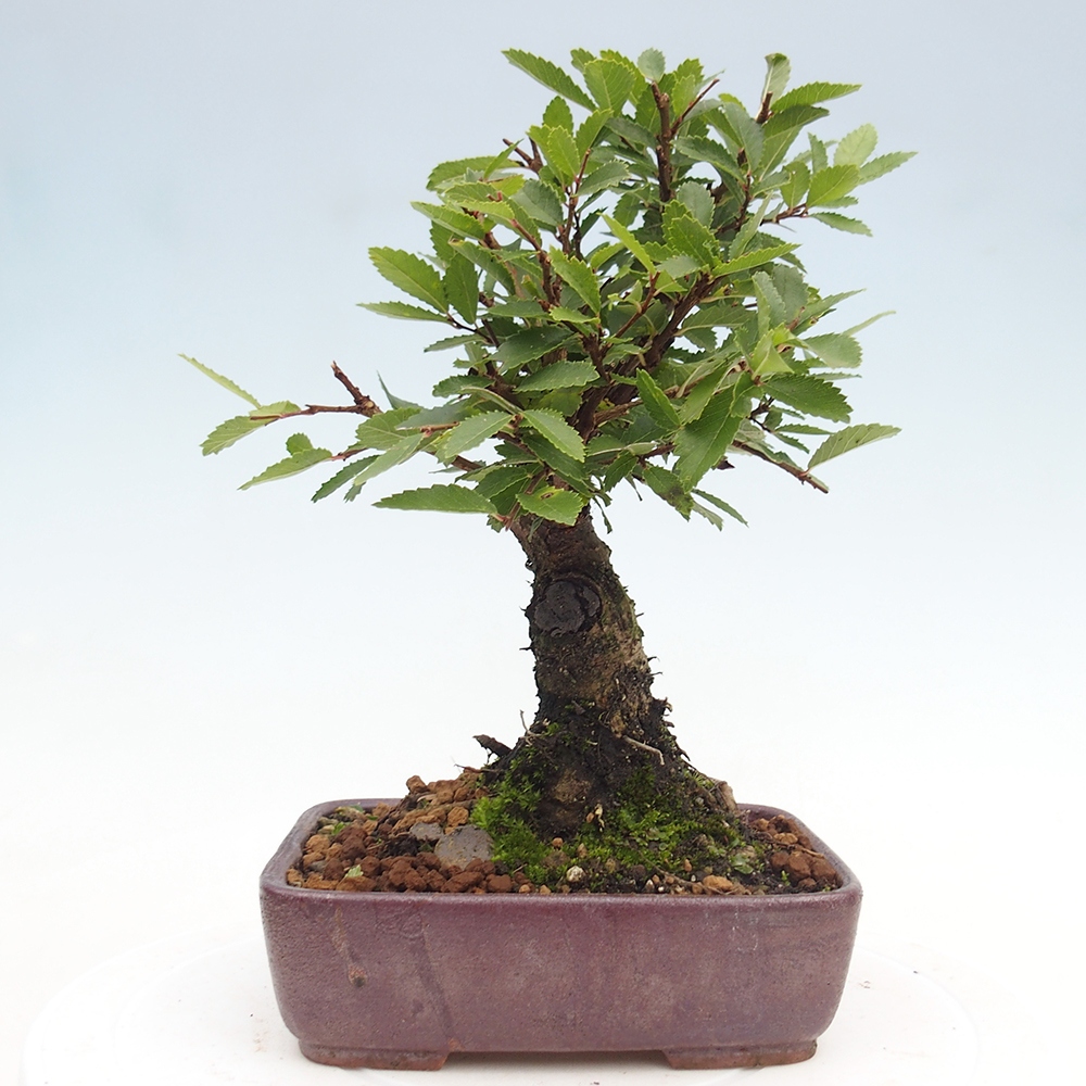 Vonkajšie bonsai - Zelkova - Zelkova Nirom