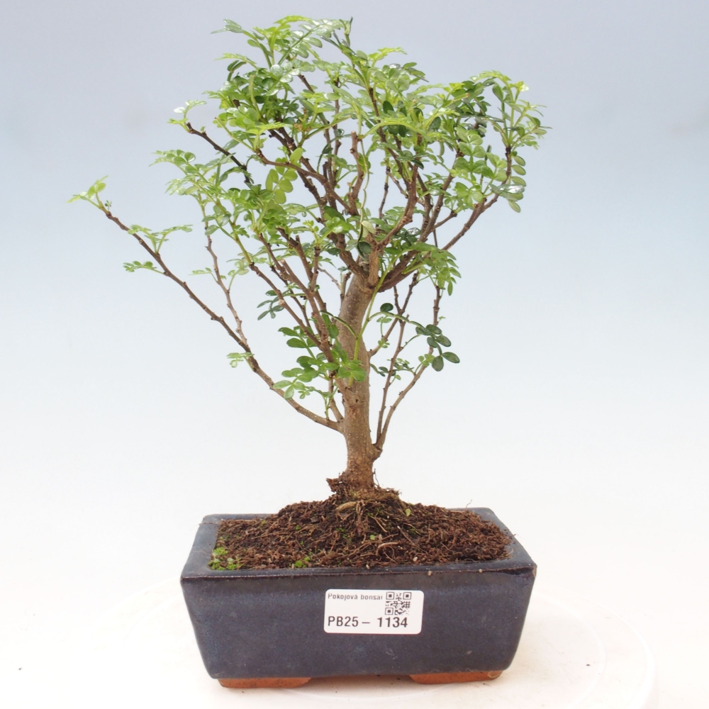 Izbová bonsai - Zantoxylum piperitum - piepor