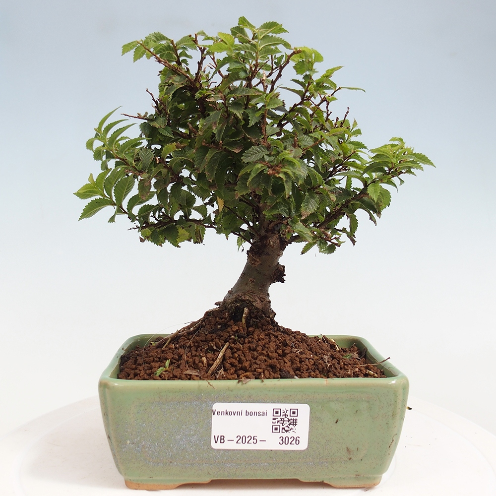 Vonkajší bonsai - Ulmus parvifolia Sagei - Malolistý brest