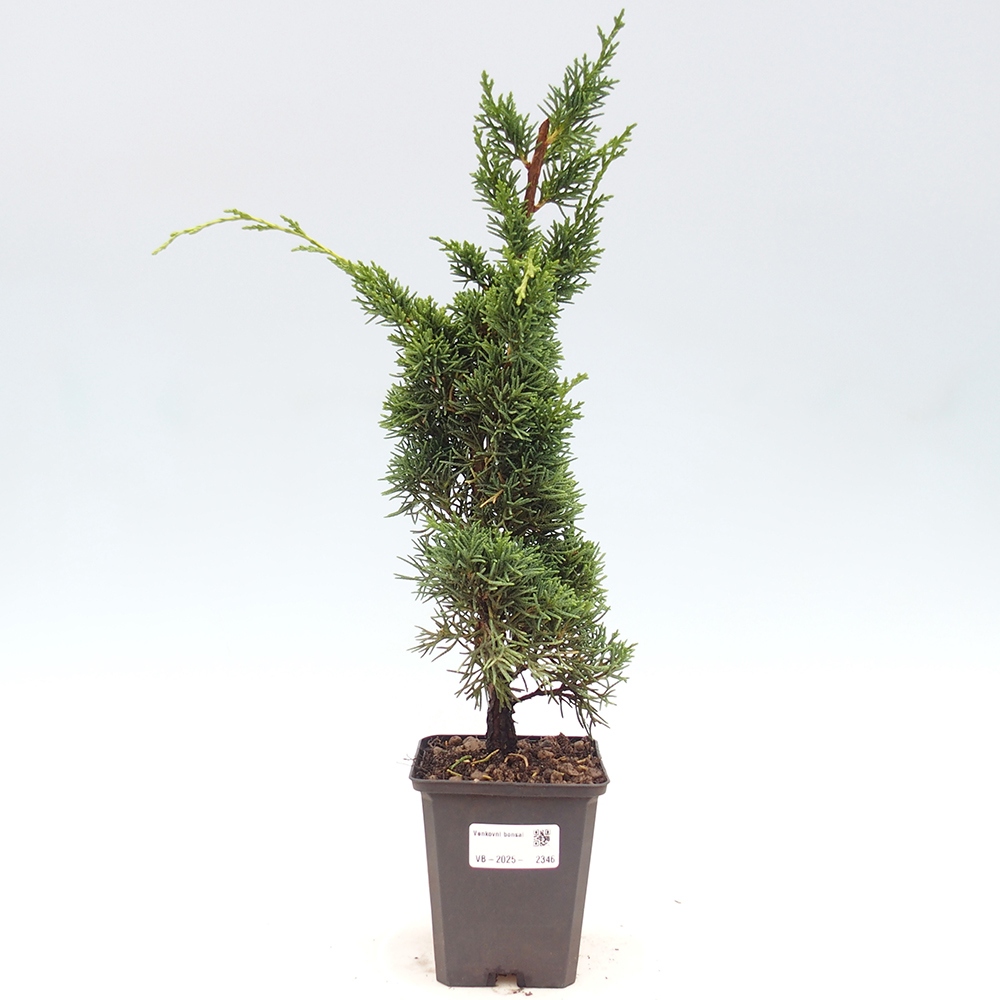 Vonkajšie bonsai - Juniperus chinensis Kishu -Jalovec čínsky