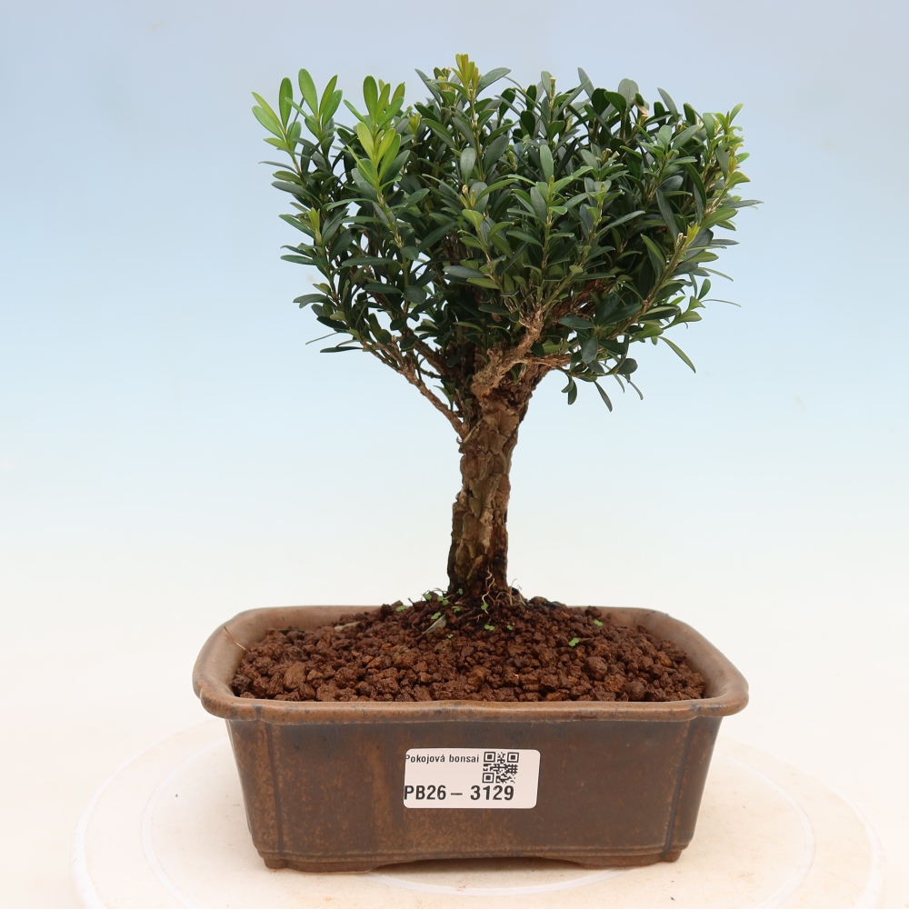 Izbové bonsaje - Buxus harlandii - korkový buxus