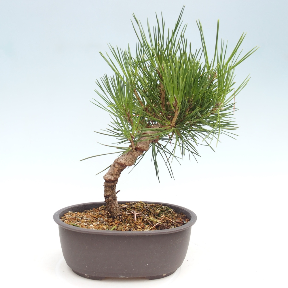 Vonkajší bonsai - Pinus thunbergii - Borovica thunbergova