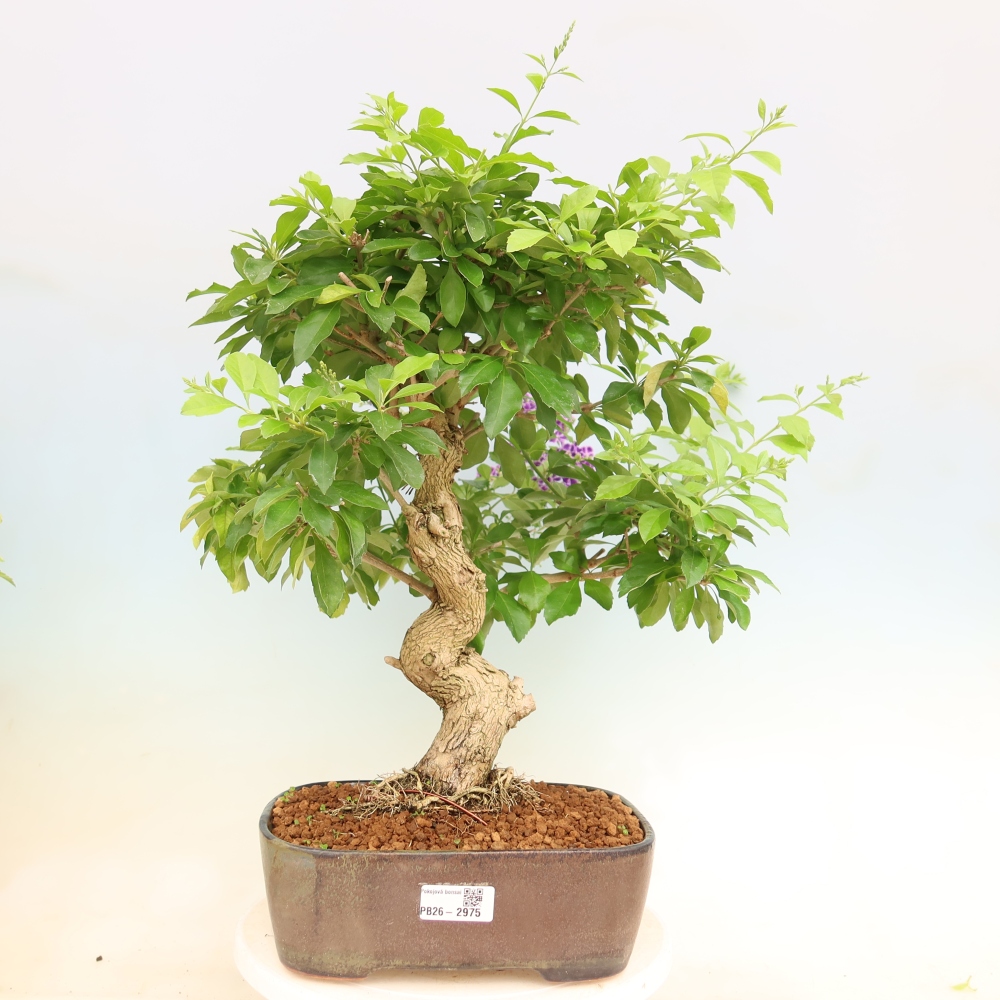 Izbový bonsaj - Duranta erecta Aurea