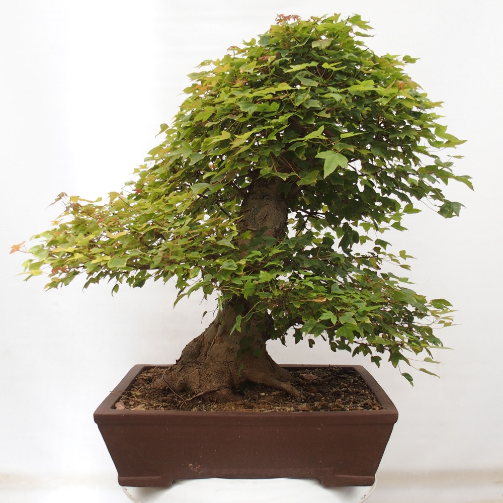 Vonkajšie bonsai - Javor Buergerianum - Javor Burgerův