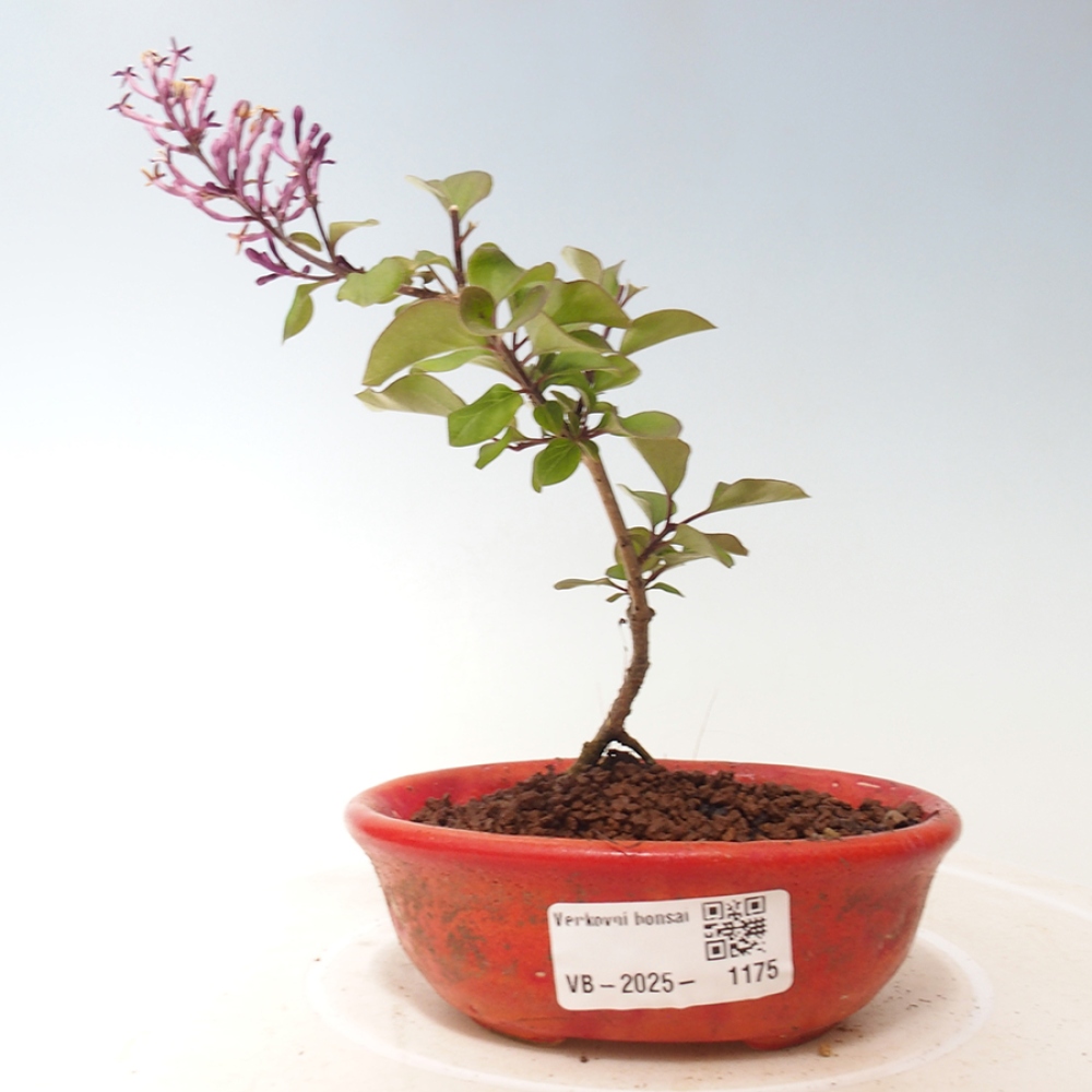 Vonkajší bonsai - Syringa Meyeri Palibin - Orgován Meyerov