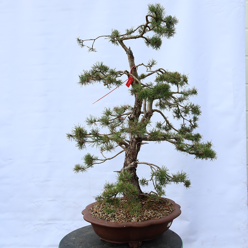 Pinus sylvestris Španielsko – borovica lesná