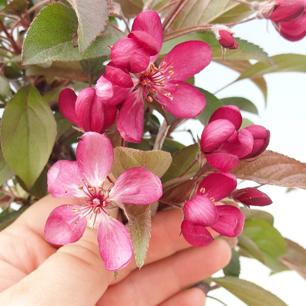 Vonkajší bonsai -Malus domestica - Maloplodá jabloň červenolistá