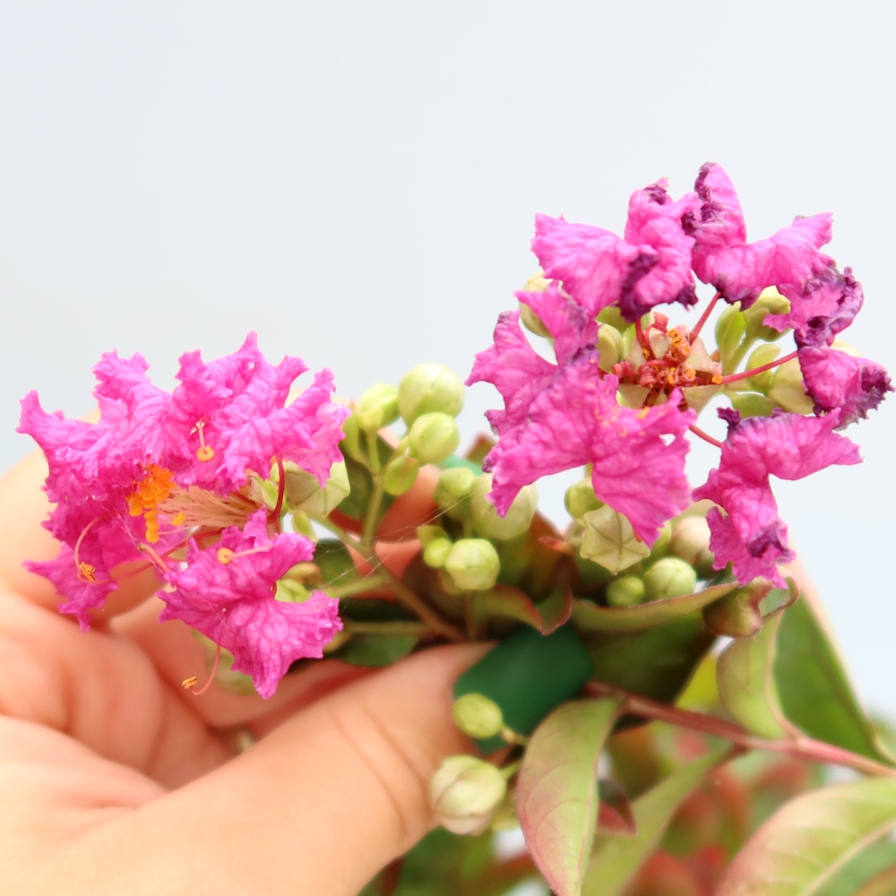 Izba bonsai – Lagerstroemia indica – indický orgován