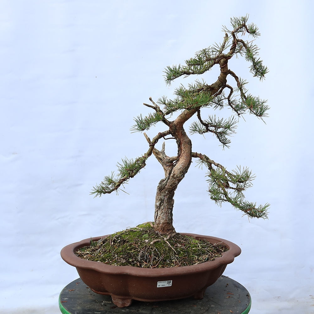 Pinus sylvestris Španielsko – borovica lesná