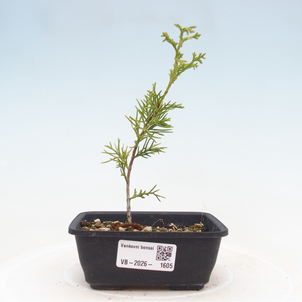 Vonkajší bonsaj - Juniperus chinensis Itoigawa