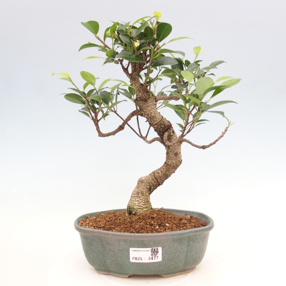 Izbová bonsai - Ficus retusa - malolistá fikus