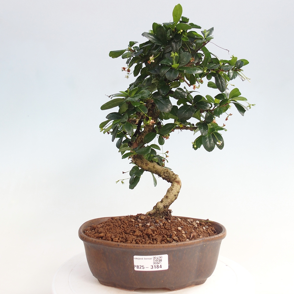 Izbová bonsai - Carmona macrophylla - Čaj fuki