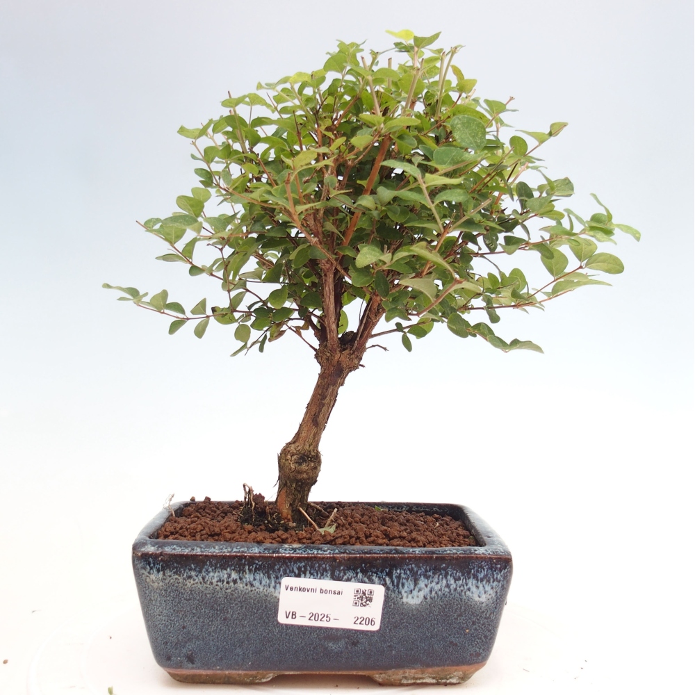 Vonkajší bonsai - Symphoricarpos d. Mother Pearl  - Pámelník