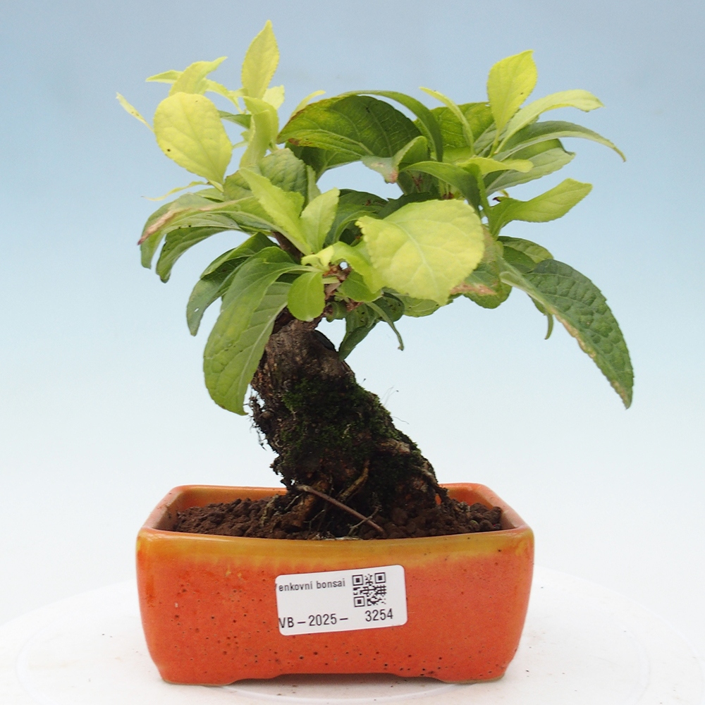 Vonkajšie bonsai - Celastrus Jesenec