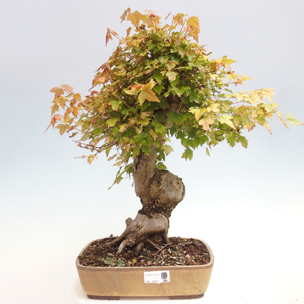 Vonkajšie bonsai - Javor Buergerianum - Javor Burgerův