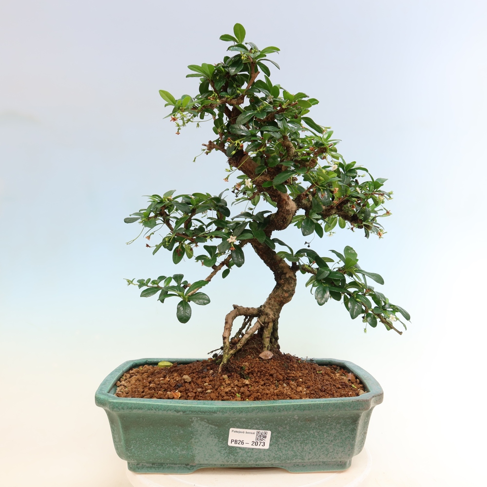 Izbové bonsaje - Carmona macrophylla - Tea fuki