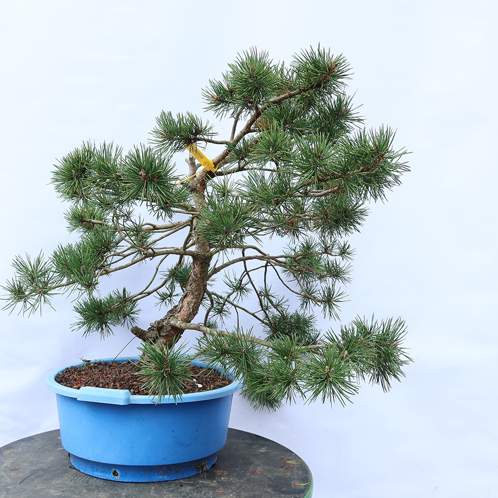 Pinus sylvestris Španielsko – borovica lesná