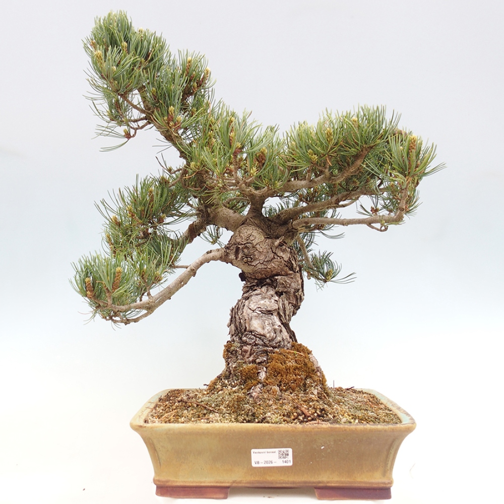 Vonkajšie bonsaje - Pinus parviflora - Pinus parviflora