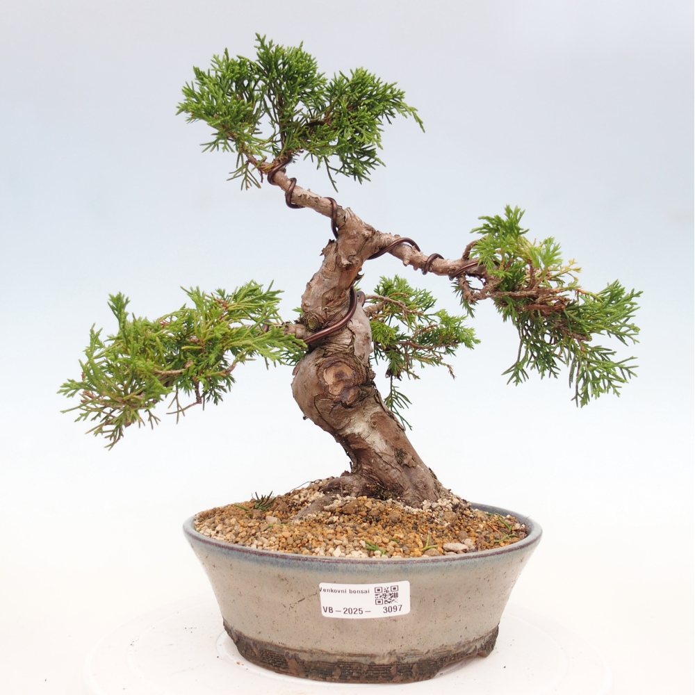Vonkajší bonsai - Juniperus chinensis Itoigawa -Jalovec čínsky