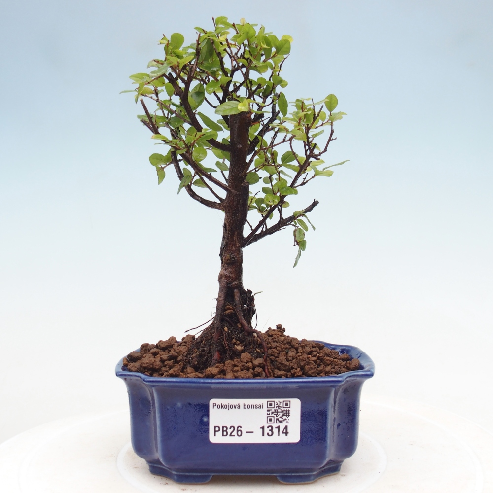 Izbová bonsai - Sagerécie thea - Sagerécie thea