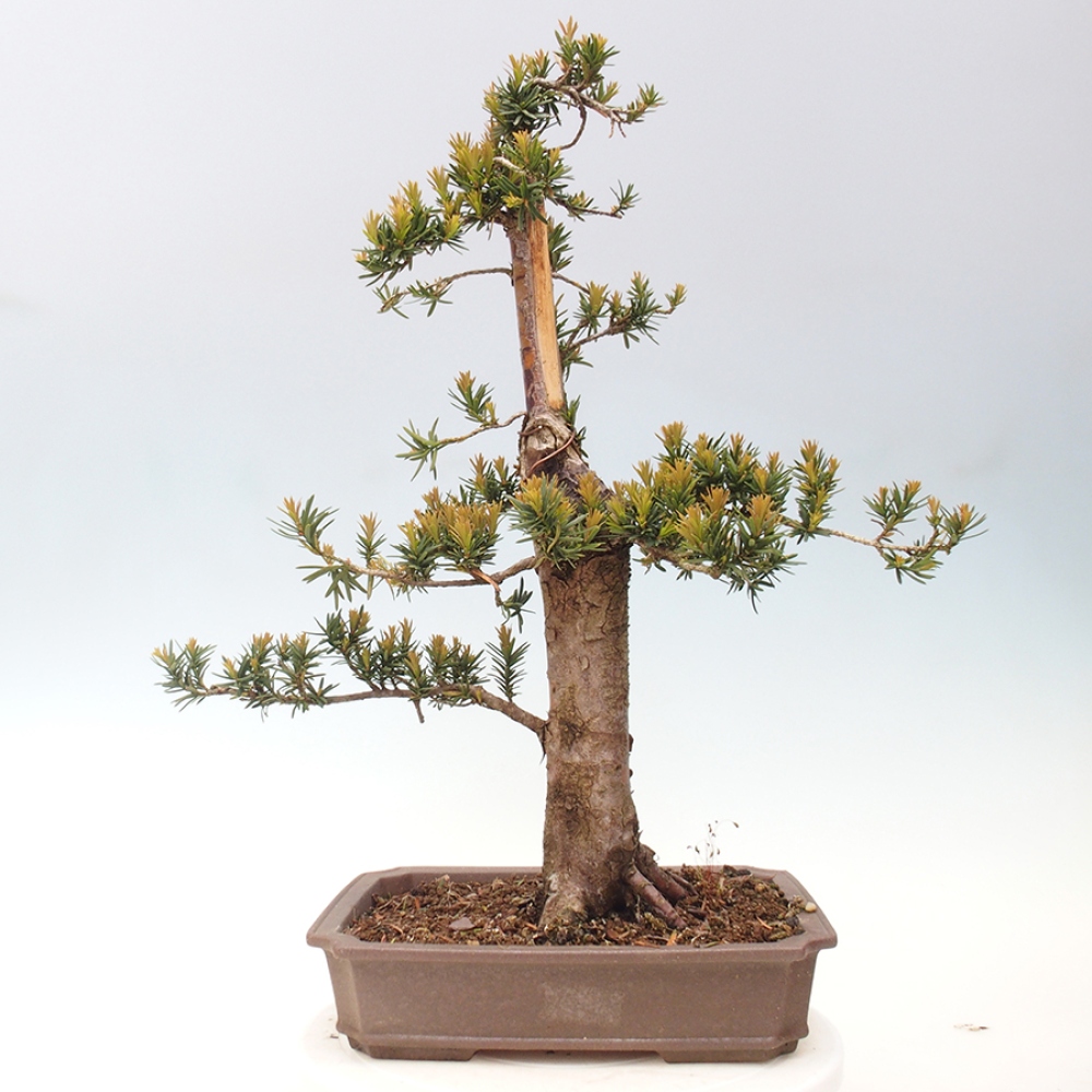 Vonkajší bonsai - Taxus cuspidata - Tis japonský