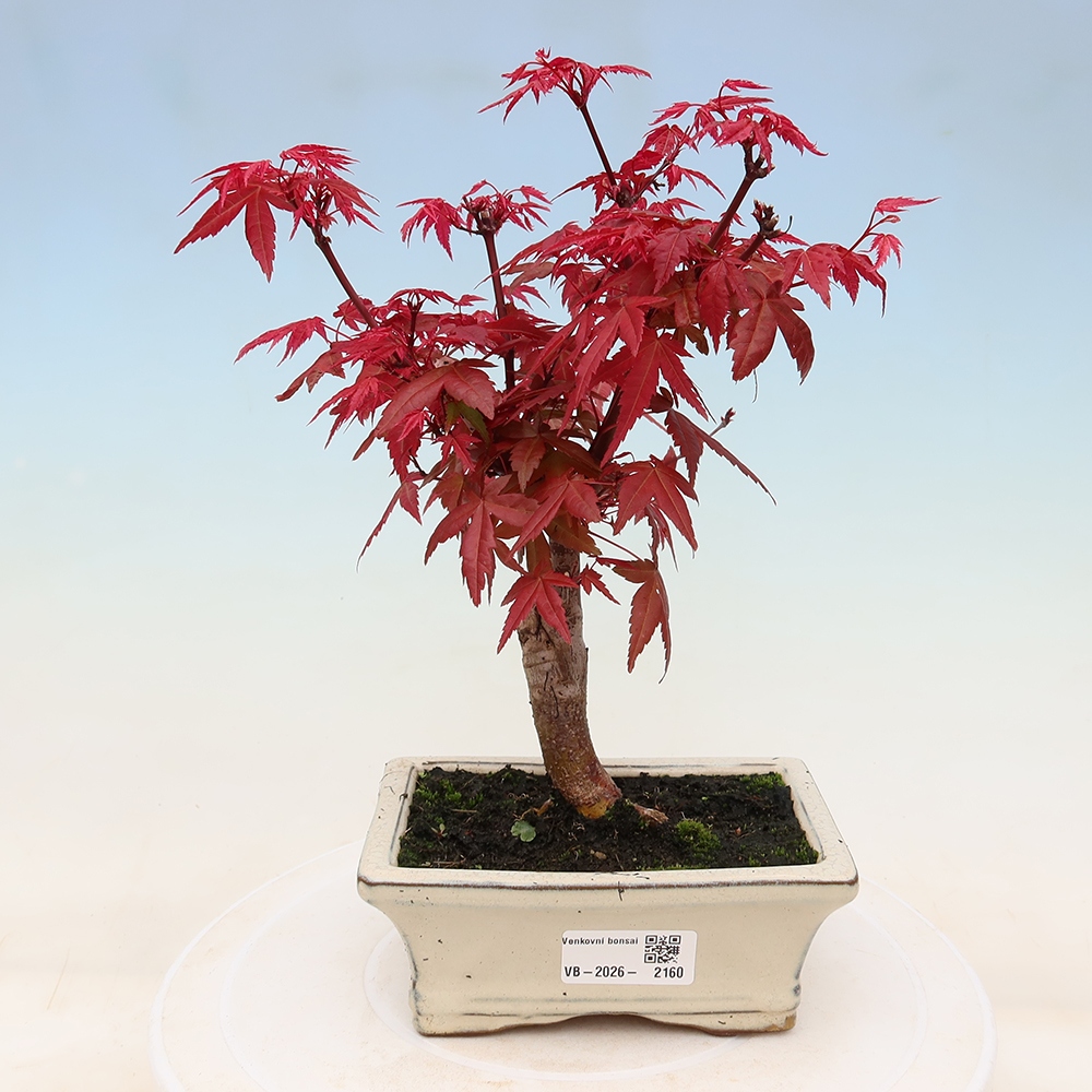 Vonkajší bonsaj - Acer palmatum DESHOJO