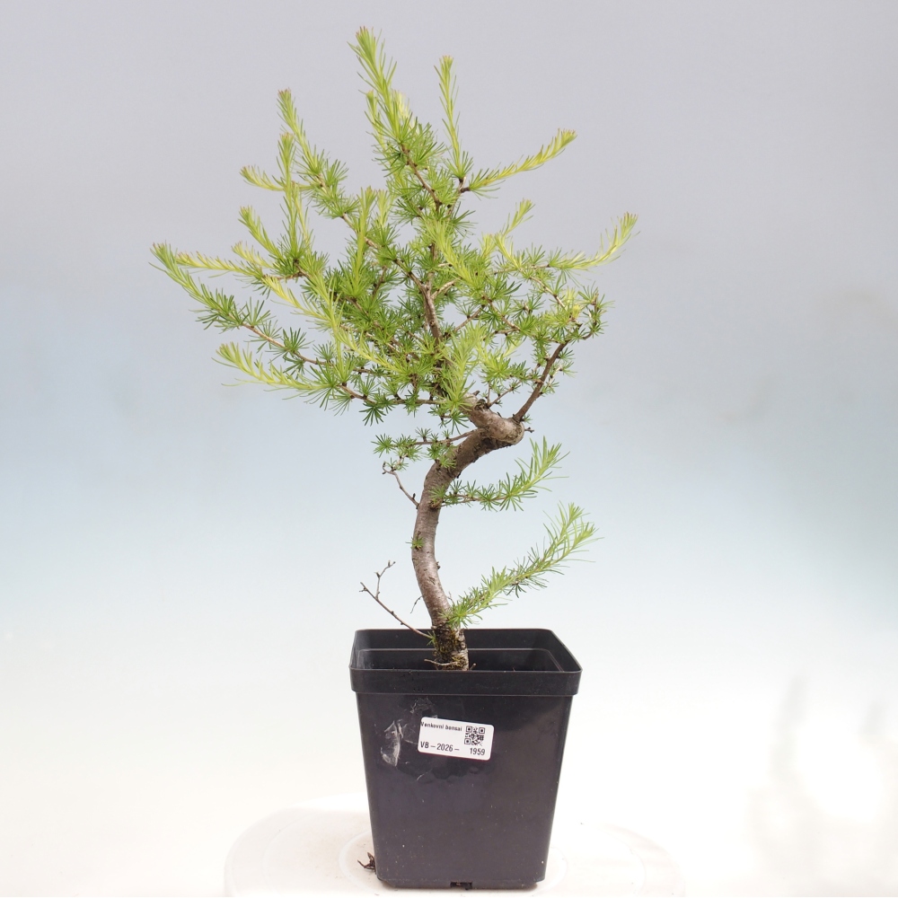 Vonkajšie bonsaje -Larix decidua - Smrekovec