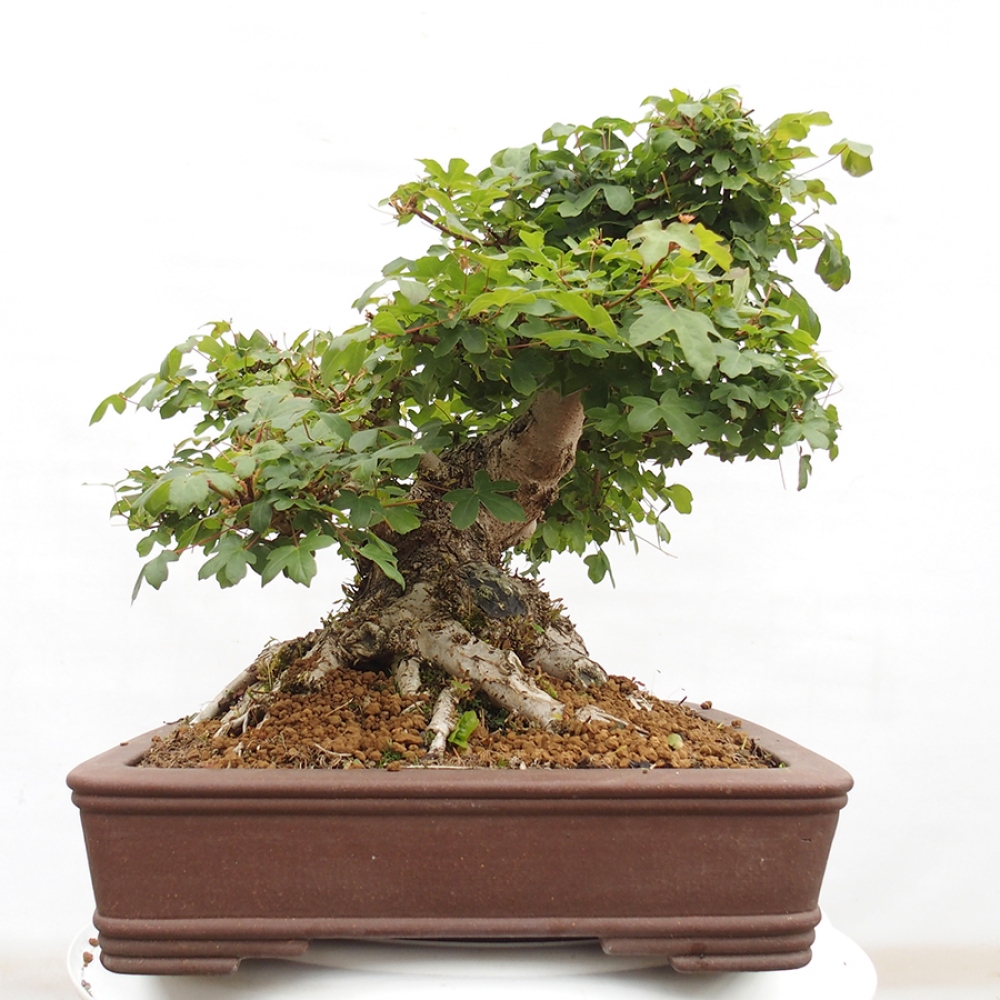 Vonkajší bonsai - Javor Francúzsky - Acer Nonspessulanum