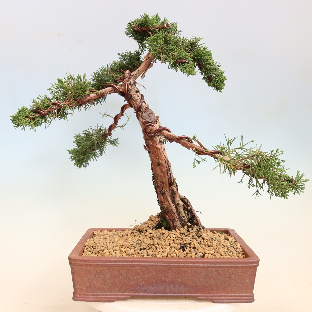 Vonkajší bonsaj - Juniperus chinensis Kishu