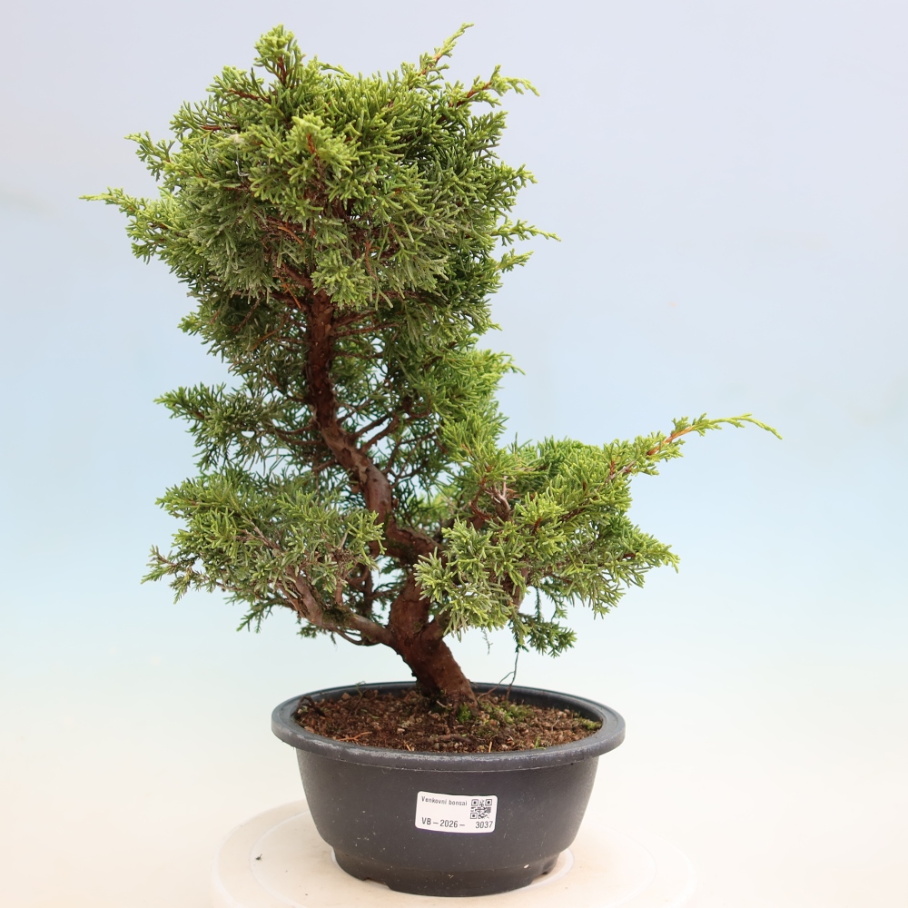 Vonkajší bonsai – Juniperus chinensis Itoigawa – čínsky jalovec