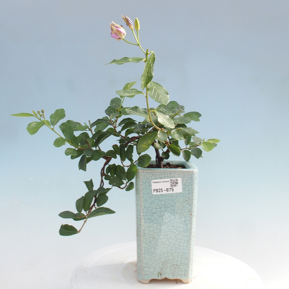 Izbová bonsai - Grewia occidentalis - Hviezdica levanduľová