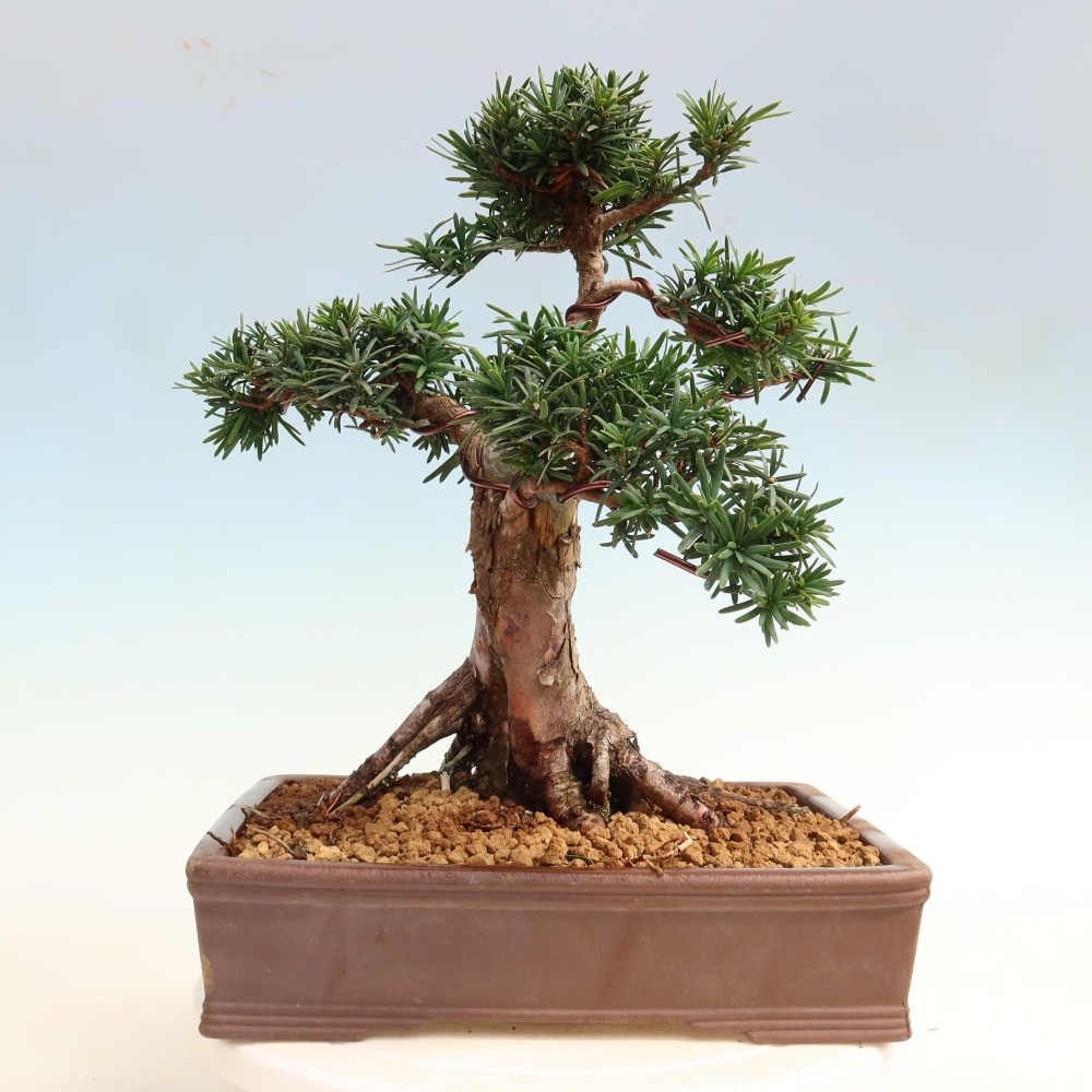 Vonkajší bonsai – Taxus cuspidata – japonský tis