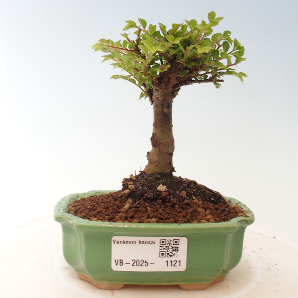 Vonkajší bonsai - Ulmus parvifolia Sagei - Malolistý brest
